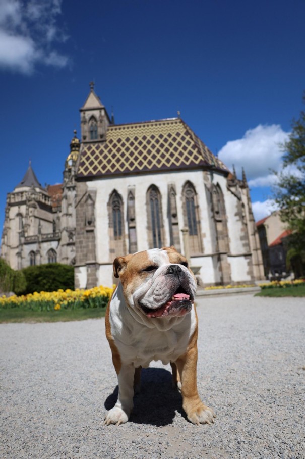 anglický bulldog LiLO a zatekanie očí